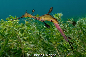 Weedy Sea Dragon (Phyllopteryx taeniolatus) by Charles Wright 